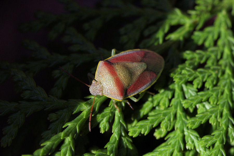 Pentatomidae: Piezodorus lituratus f.litura dell''Emilia (BO)